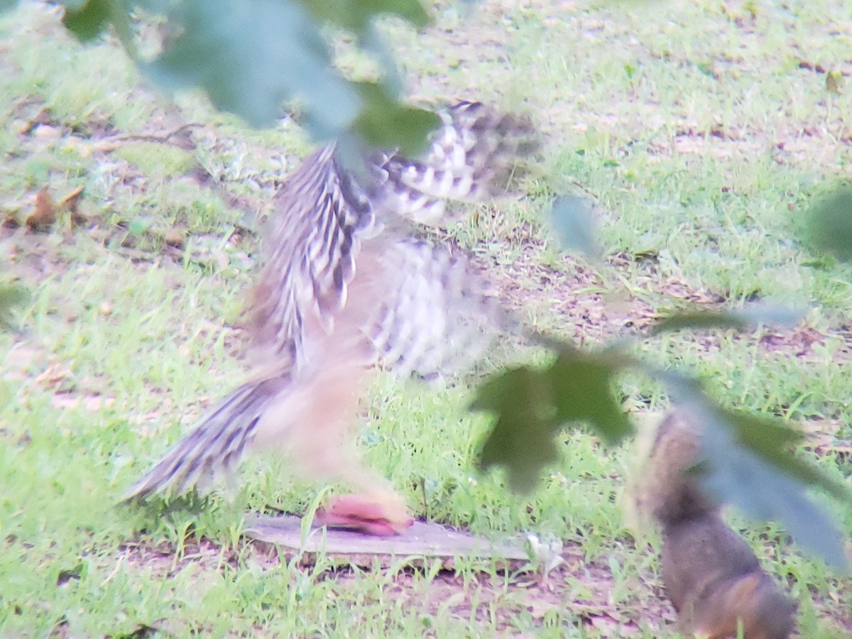 Red-shouldered Hawk - ML620300812