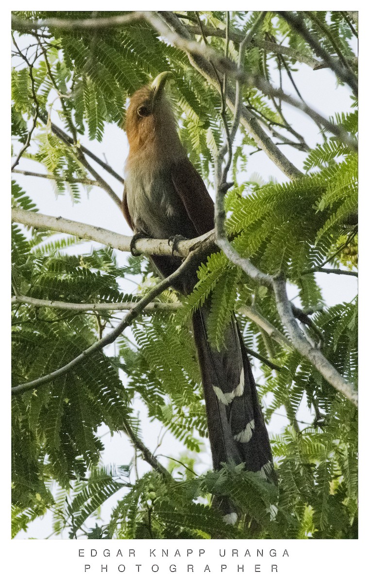 Squirrel Cuckoo - ML620300813