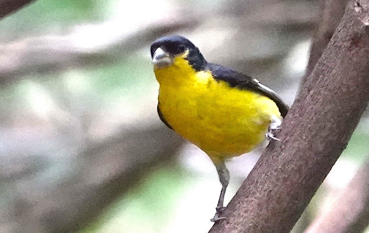 Lesser Goldfinch - ML620300814