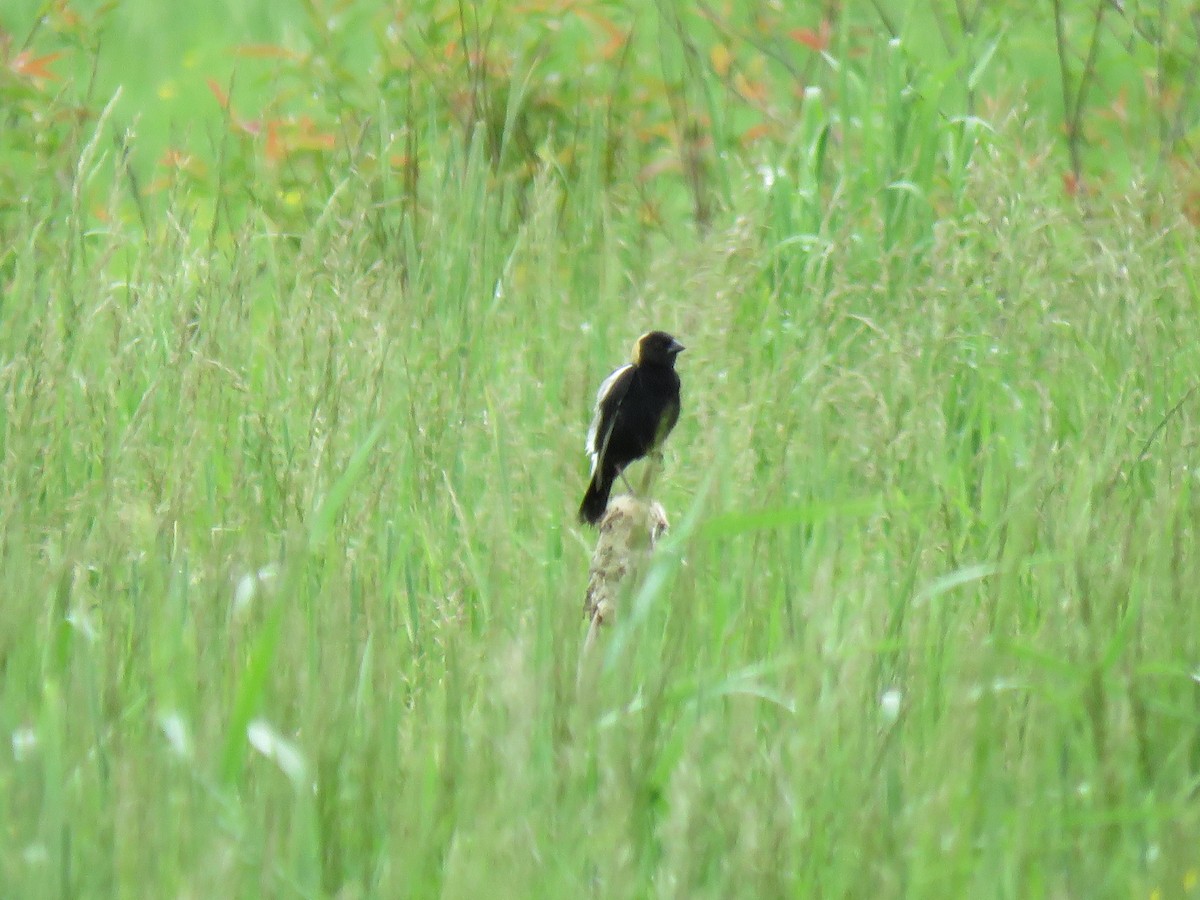 Bobolink - ML620300816