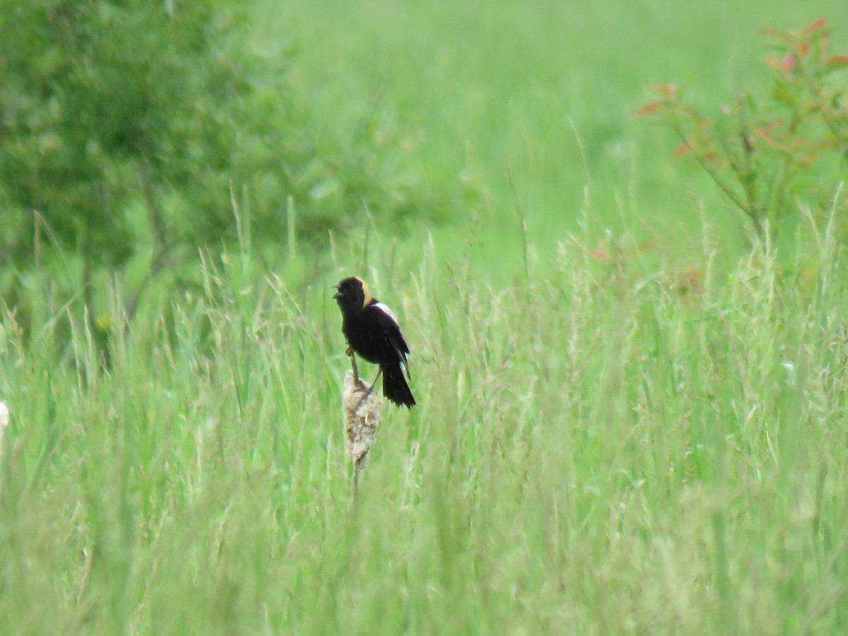 bobolink - ML620300819