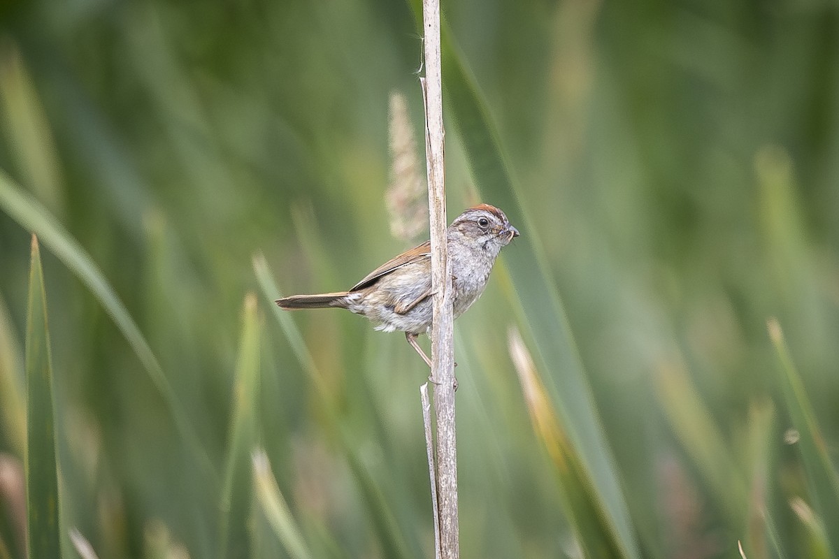 Swamp Sparrow - ML620300820