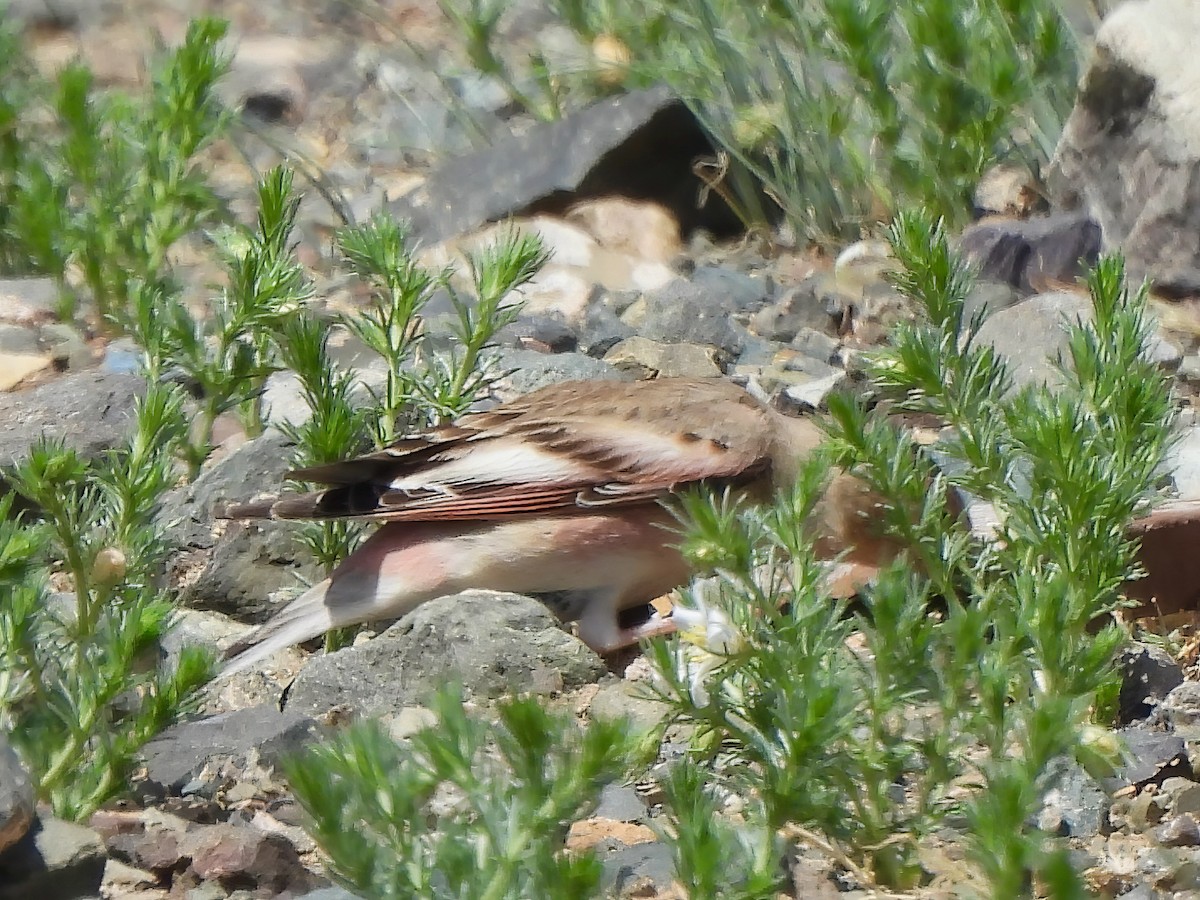 Mongolian Finch - ML620300821