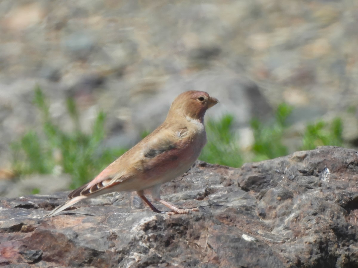 Mongolian Finch - ML620300823