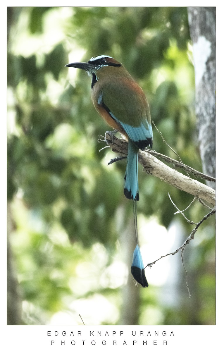 Turquoise-browed Motmot - Edgar Knapp Uranga