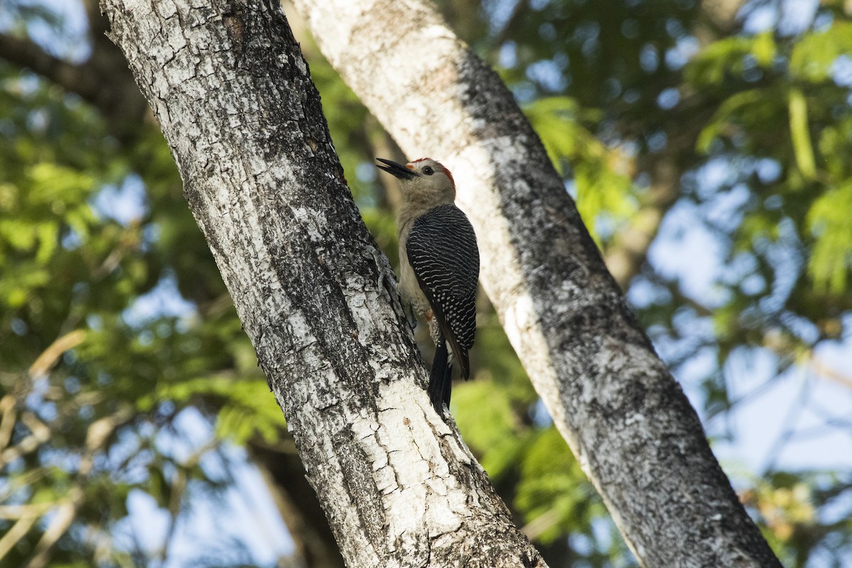 Yucatan Woodpecker - ML620300846