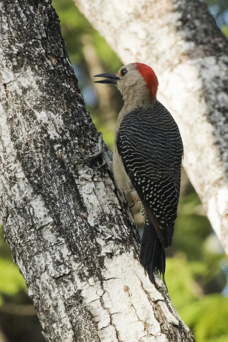 Yucatan Woodpecker - ML620300847