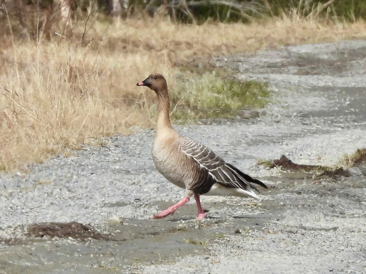 Pink-footed Goose - ML620300848