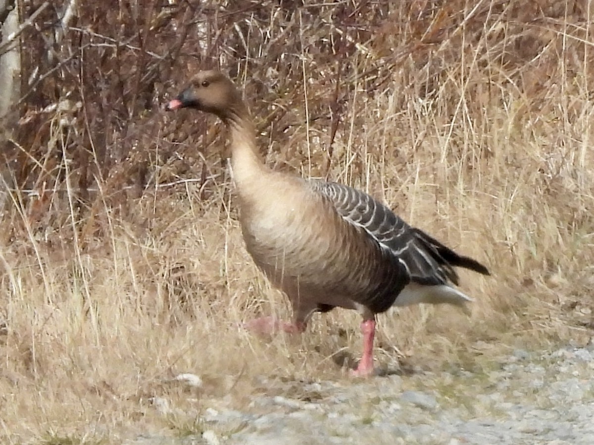 Pink-footed Goose - ML620300849