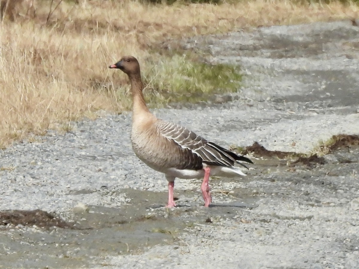 Pink-footed Goose - ML620300850