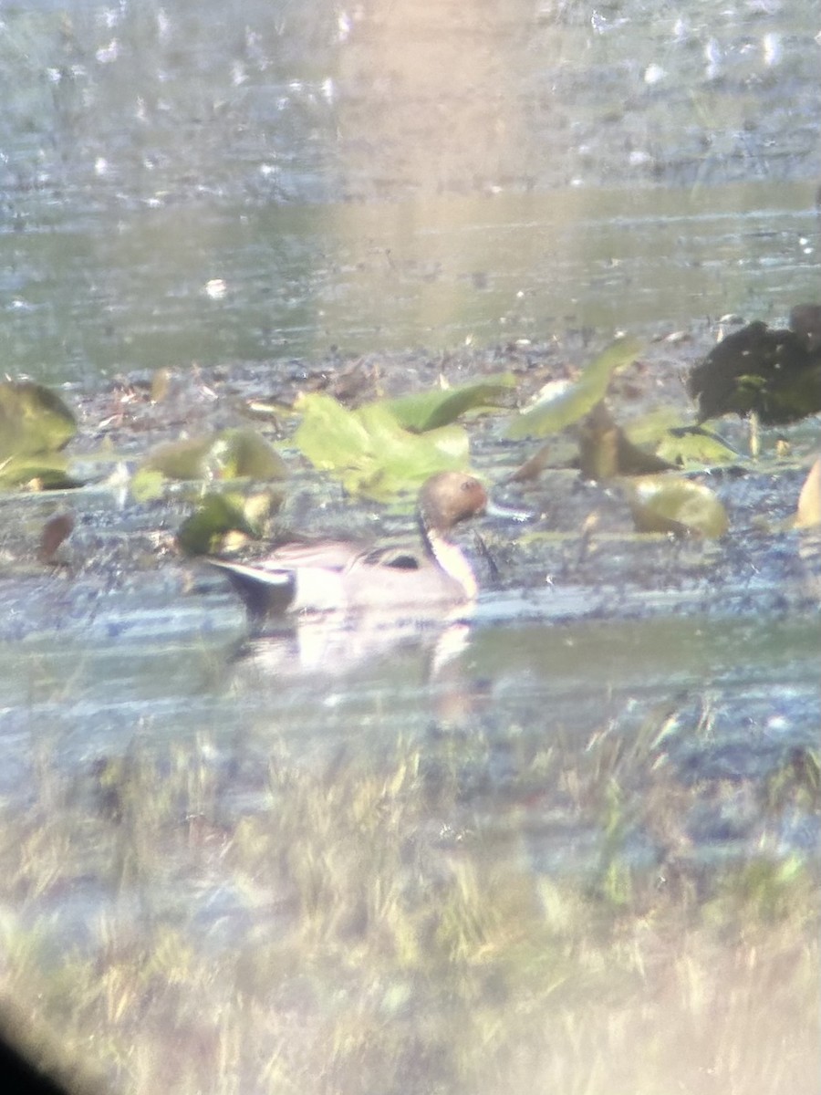 Northern Pintail - ML620300853