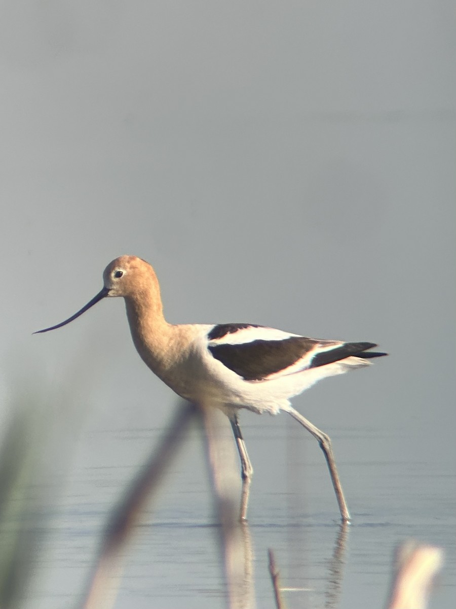 American Avocet - ML620300855