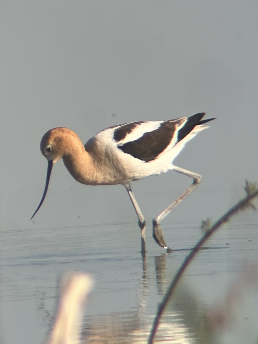 American Avocet - ML620300856