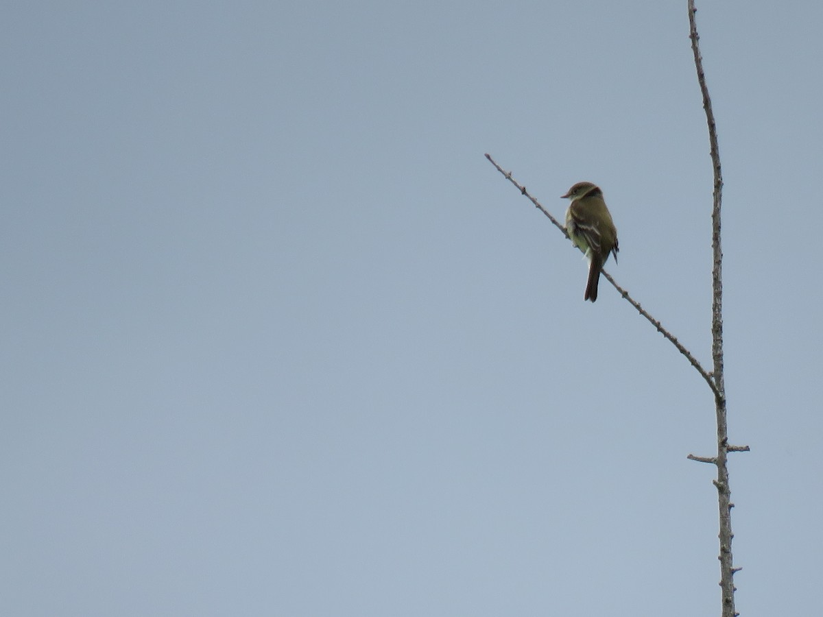 Alder Flycatcher - ML620300857