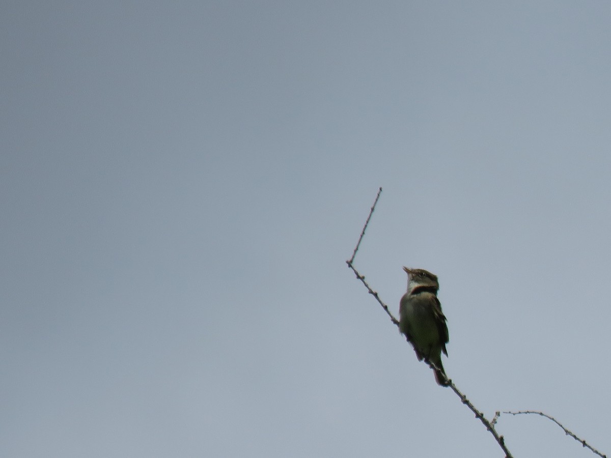 Alder Flycatcher - ML620300859