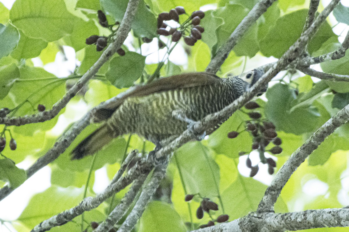 Golden-olive Woodpecker - ML620300860