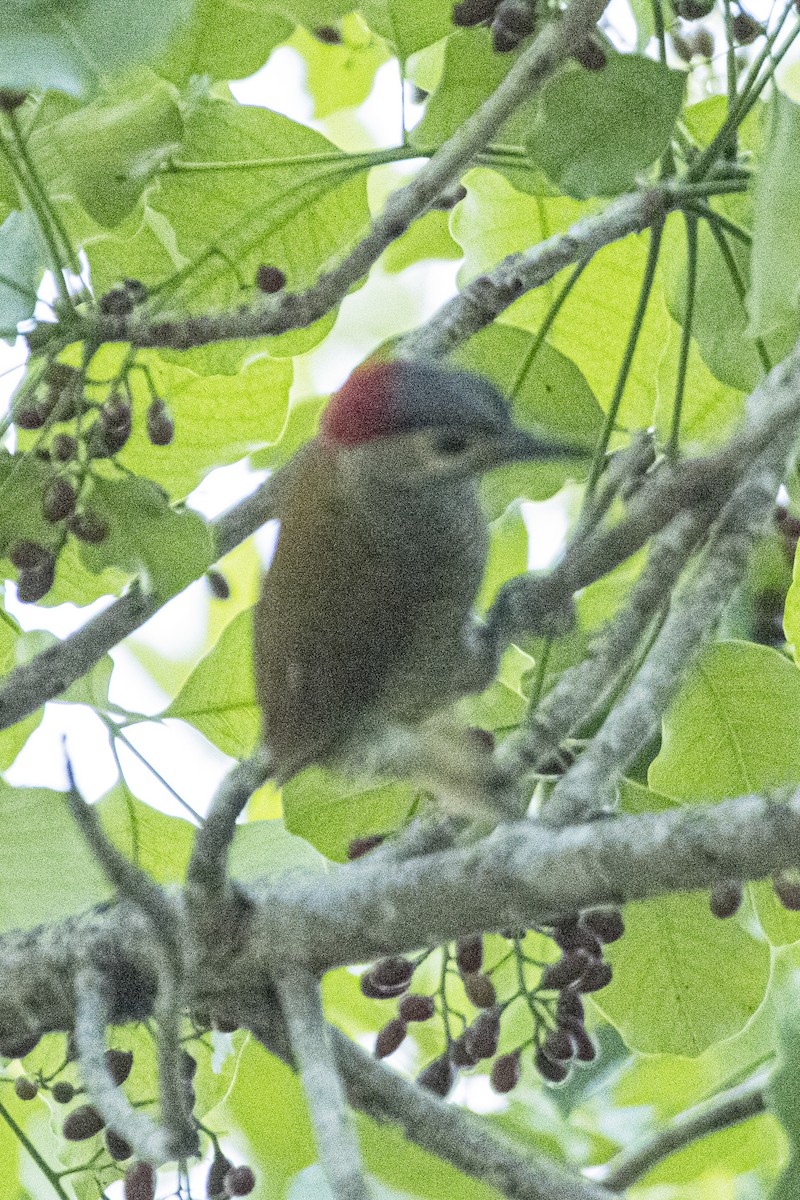 Golden-olive Woodpecker - ML620300861