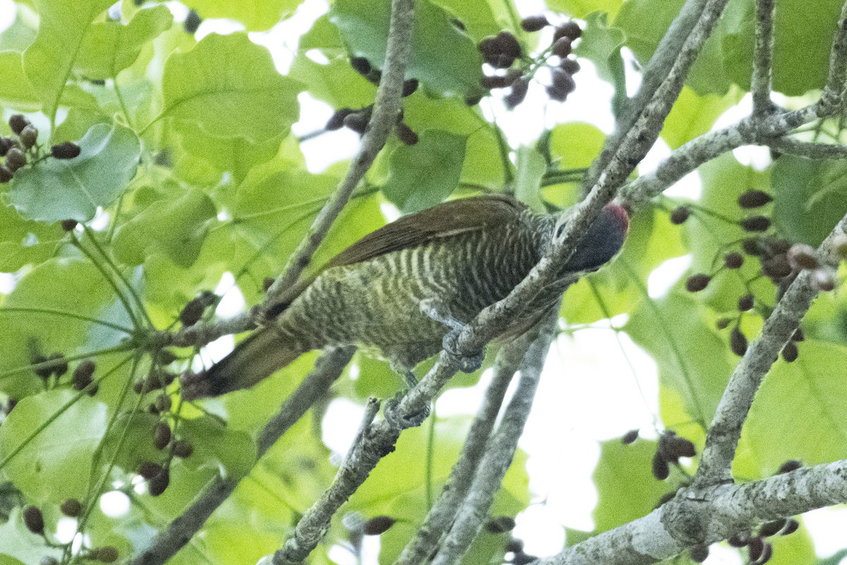 Golden-olive Woodpecker - ML620300862