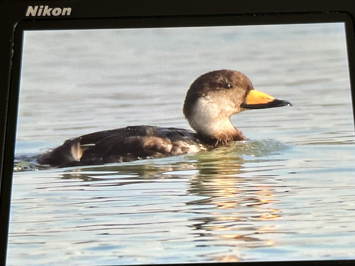 Black Scoter - ML620300865