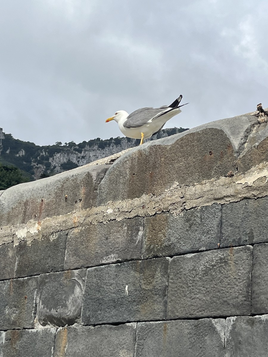 Yellow-legged Gull - ML620300868