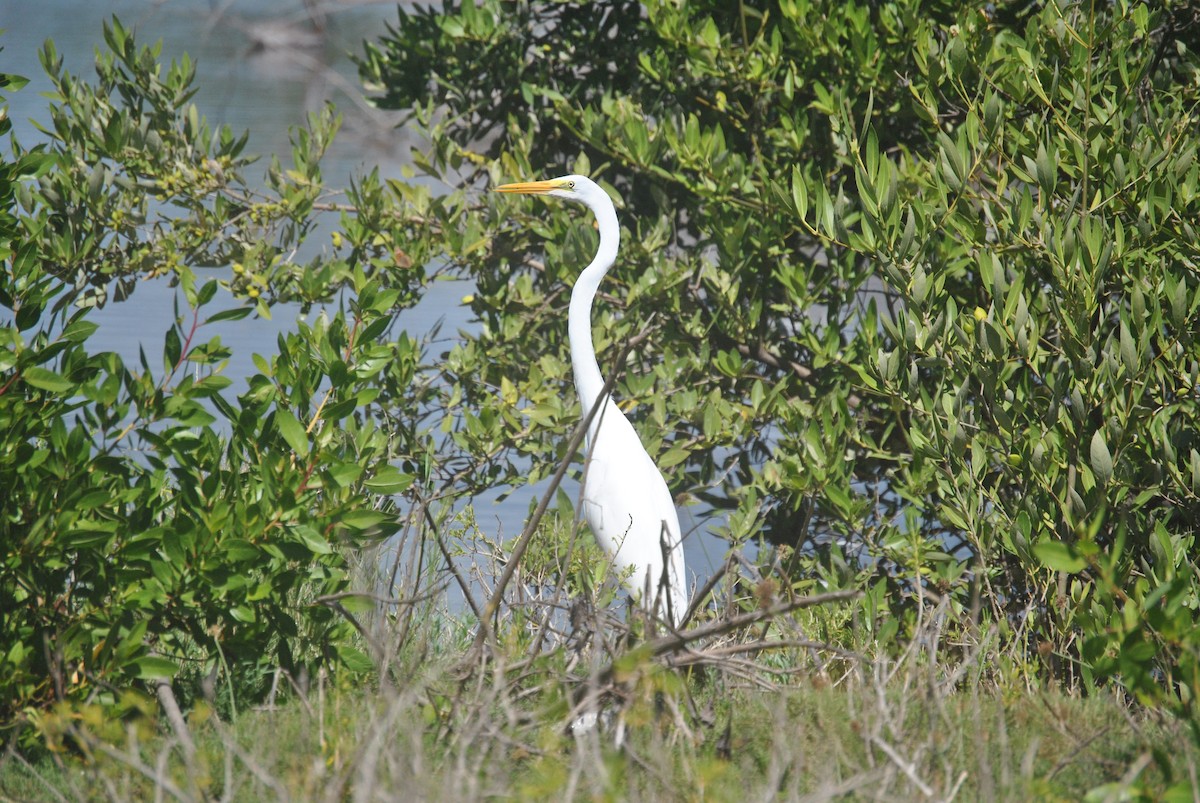 Great Egret - ML620300879