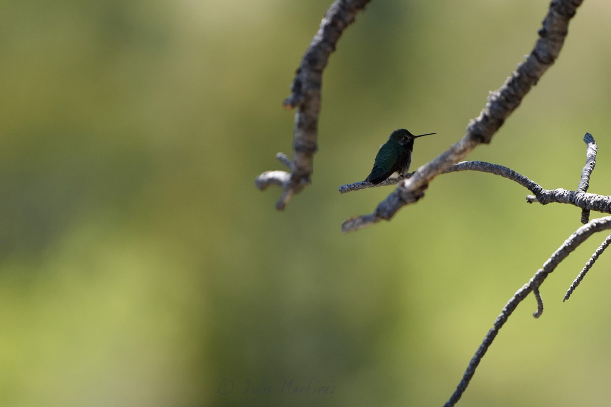 Broad-tailed Hummingbird - ML620300881
