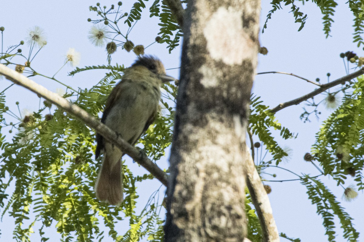 Rose-throated Becard - ML620300894