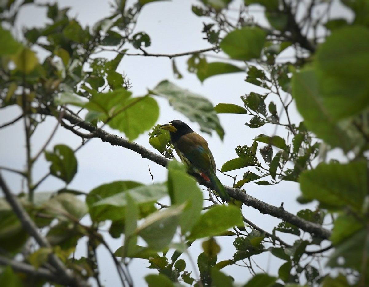 Büyük Barbet - ML620300897