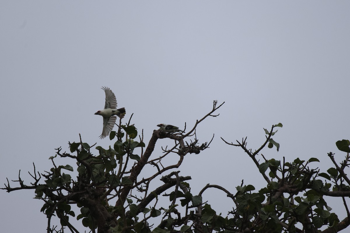 Chaplin's Barbet - ML620300899