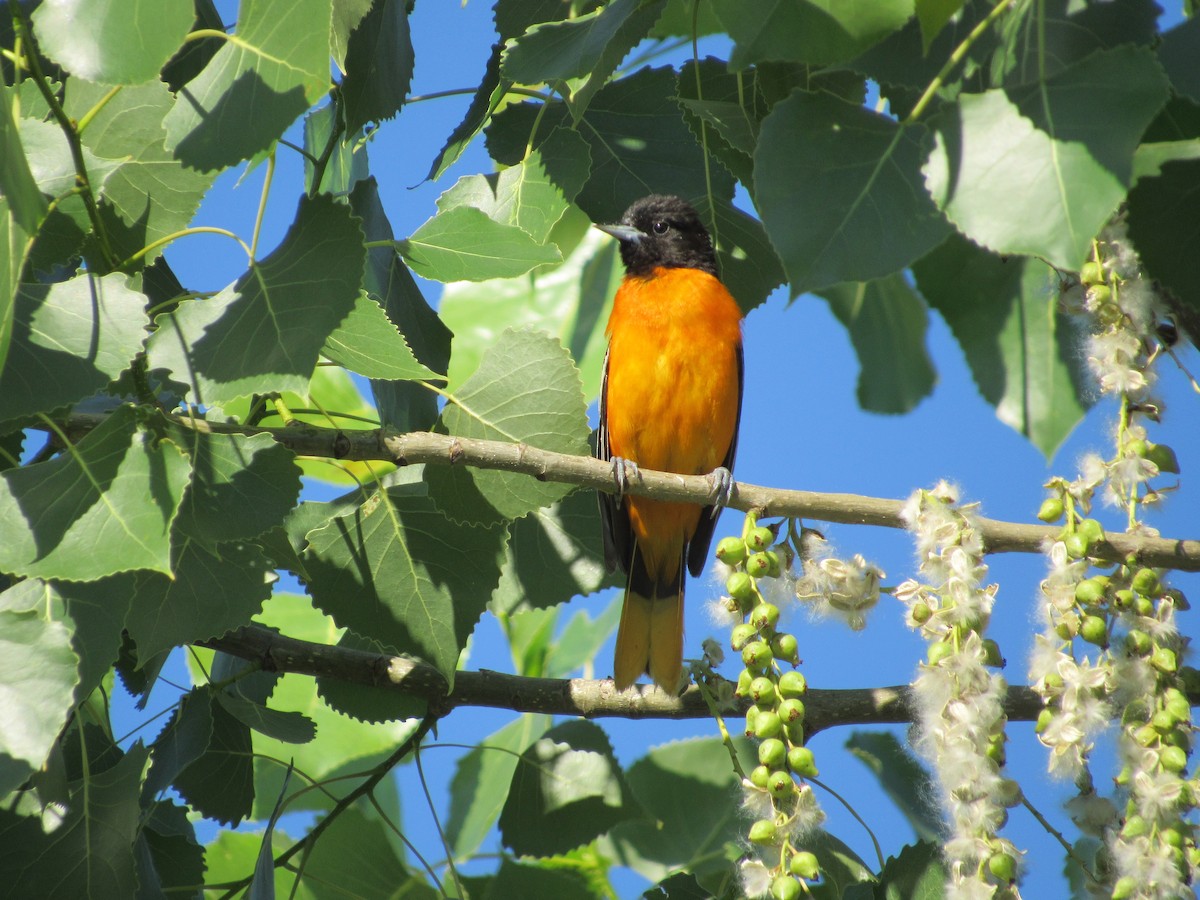 Oriole de Baltimore - ML620300900