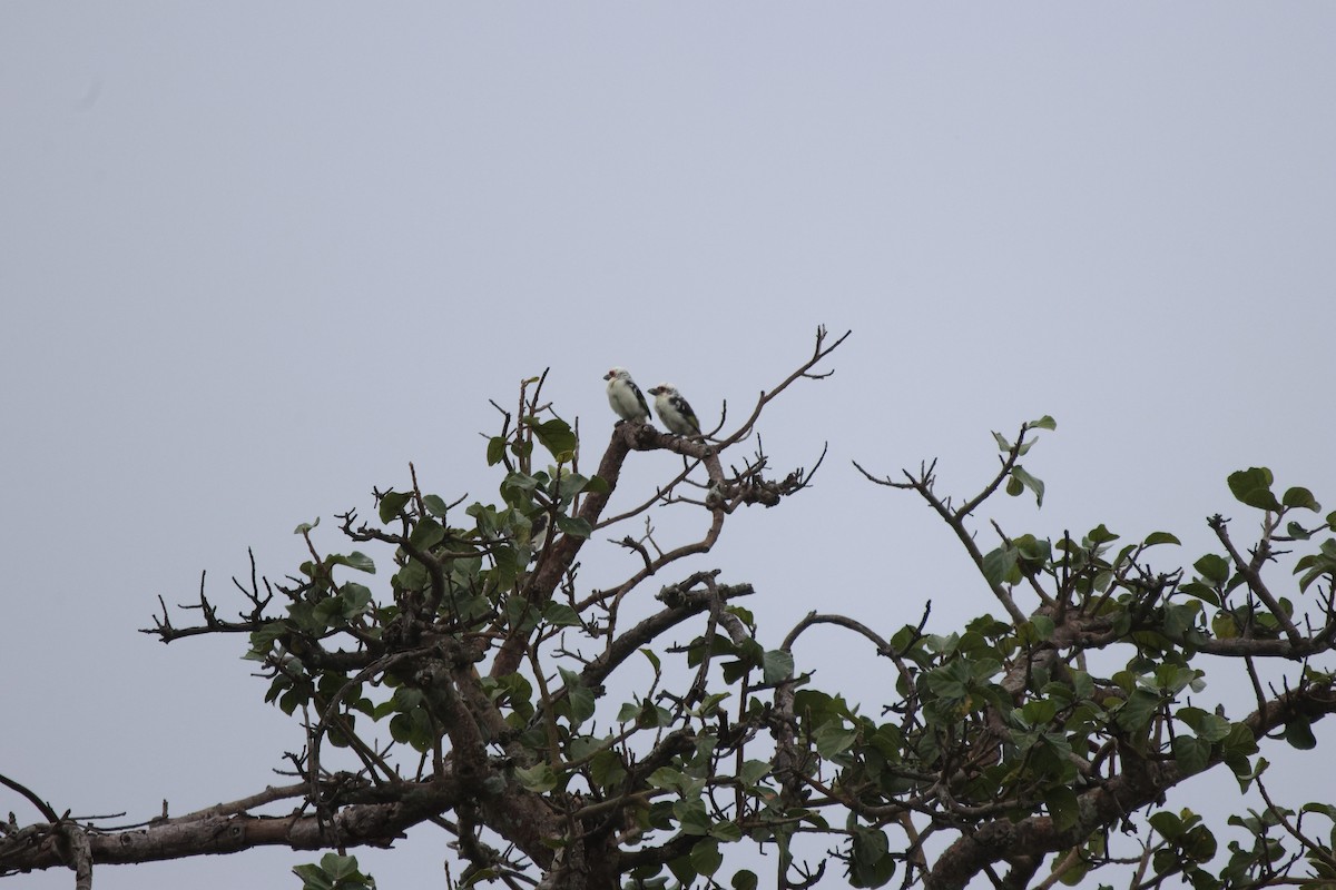 Chaplin's Barbet - ML620300901