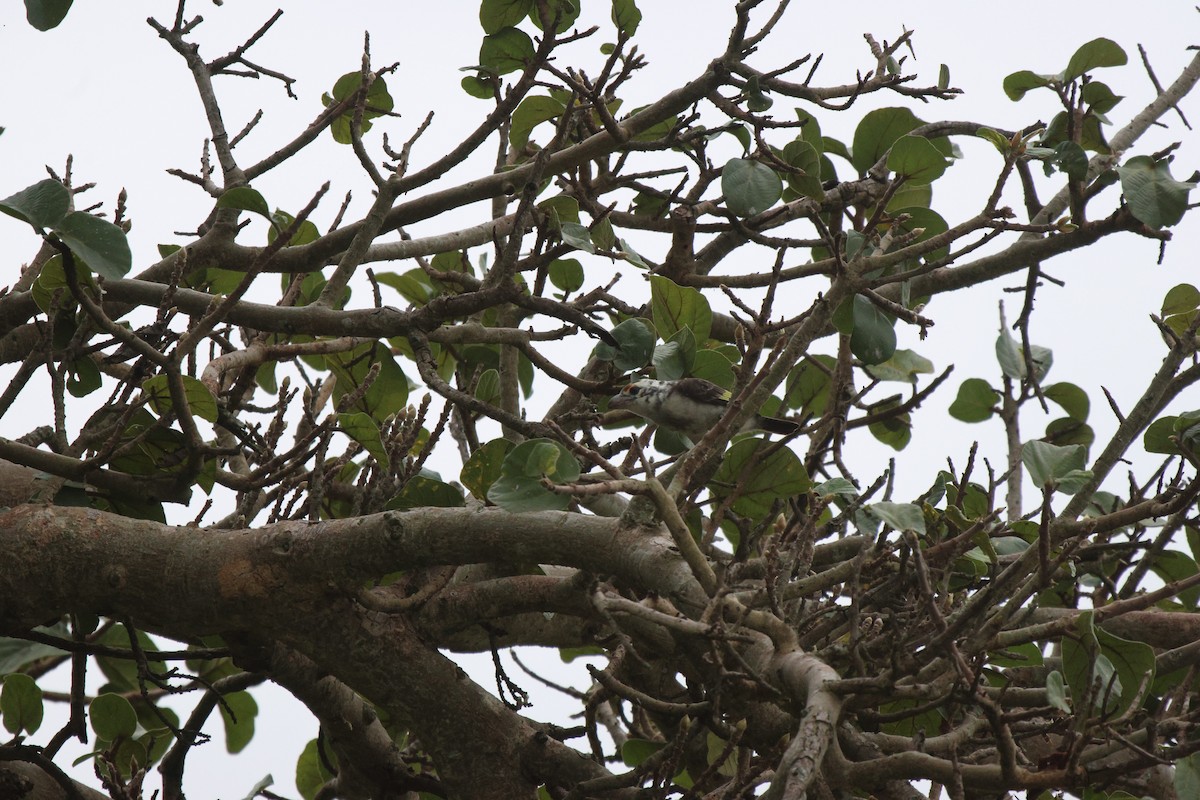 Chaplin's Barbet - ML620300902