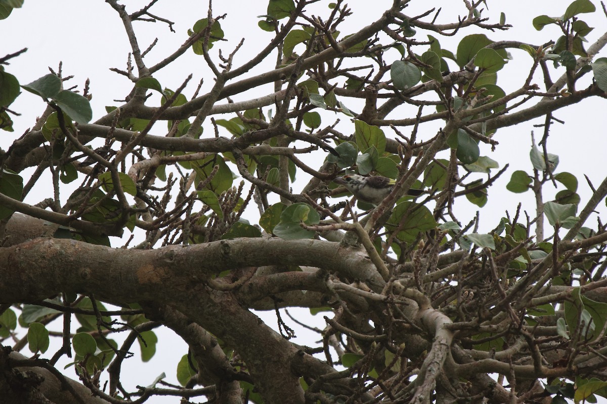 Chaplin's Barbet - ML620300903