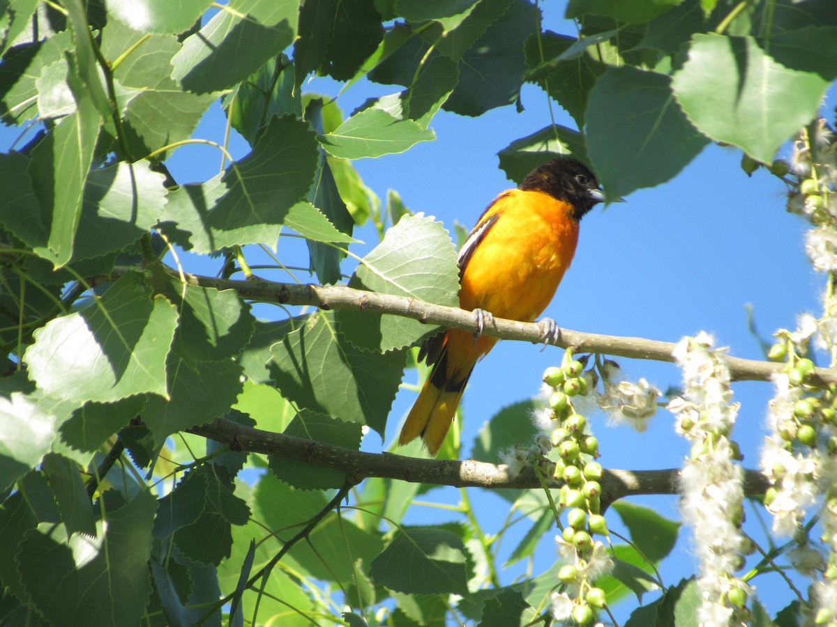 Oriole de Baltimore - ML620300904