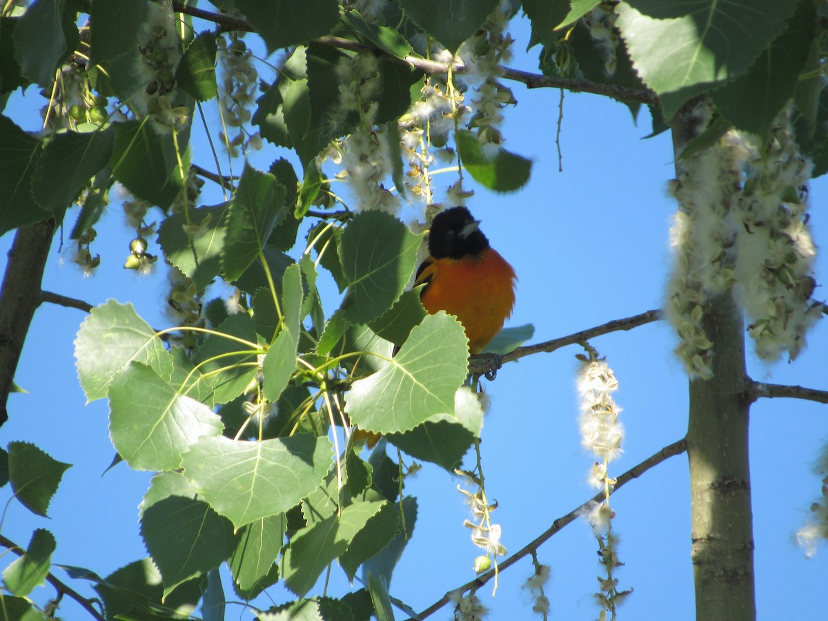 Baltimore Oriole - ML620300905