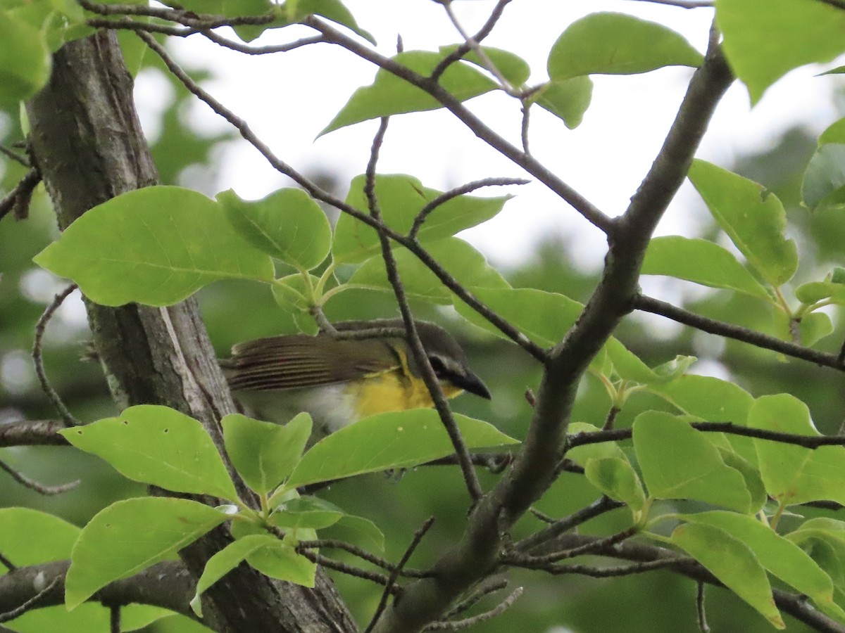 Yellow-breasted Chat - ML620300911