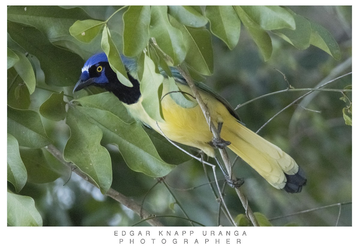 Green Jay - ML620300914