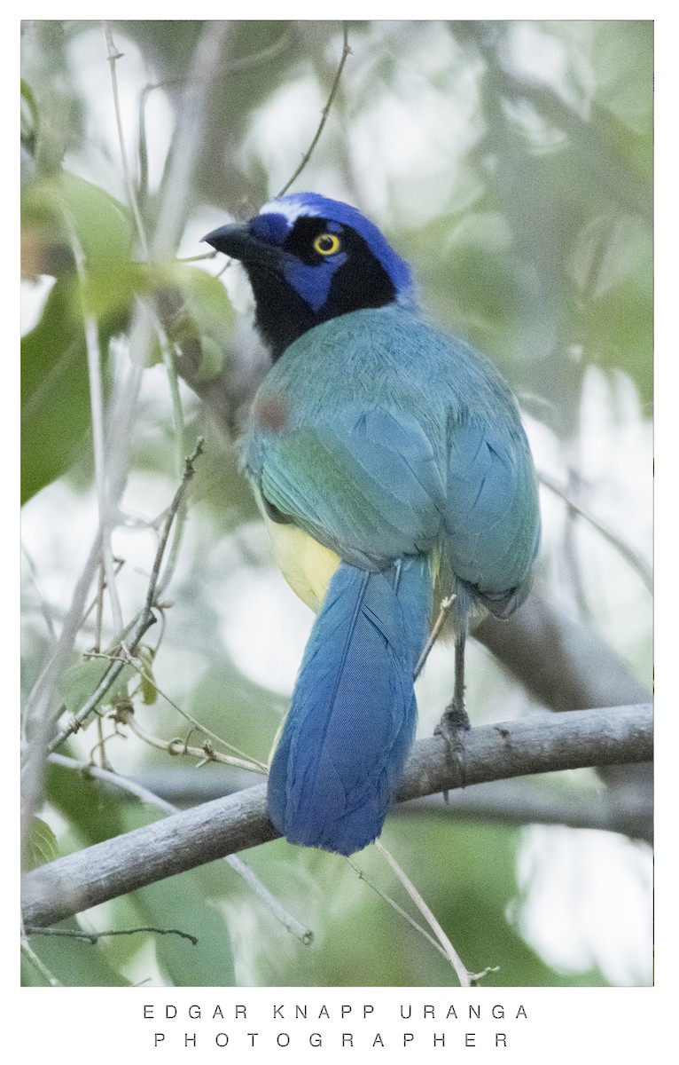 Green Jay - ML620300916