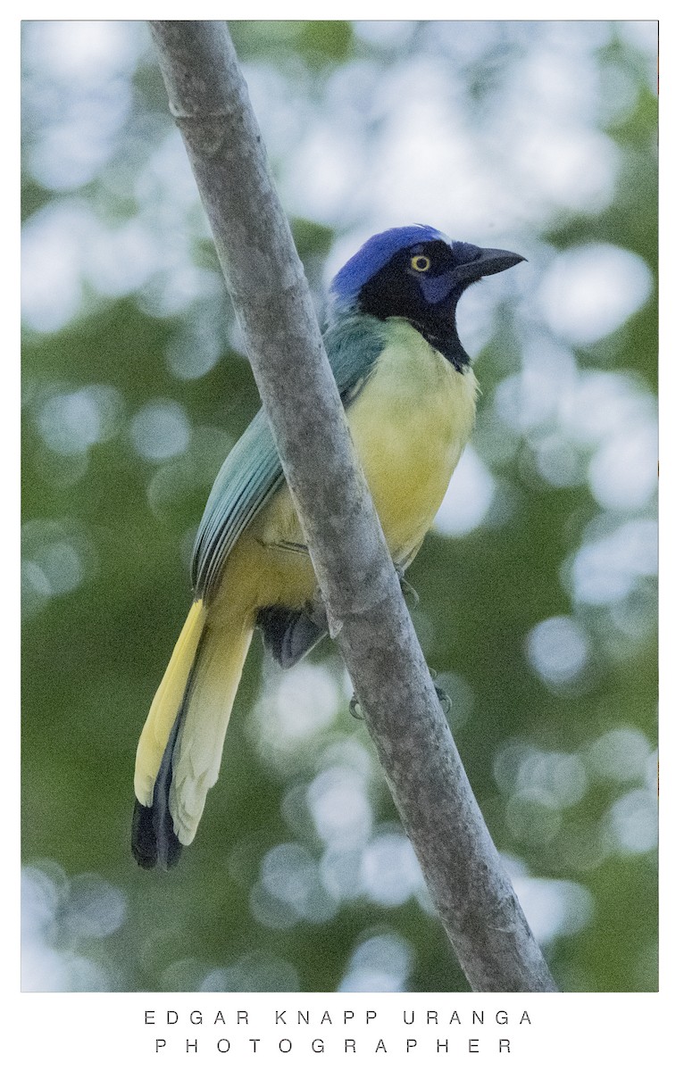 Green Jay - ML620300918