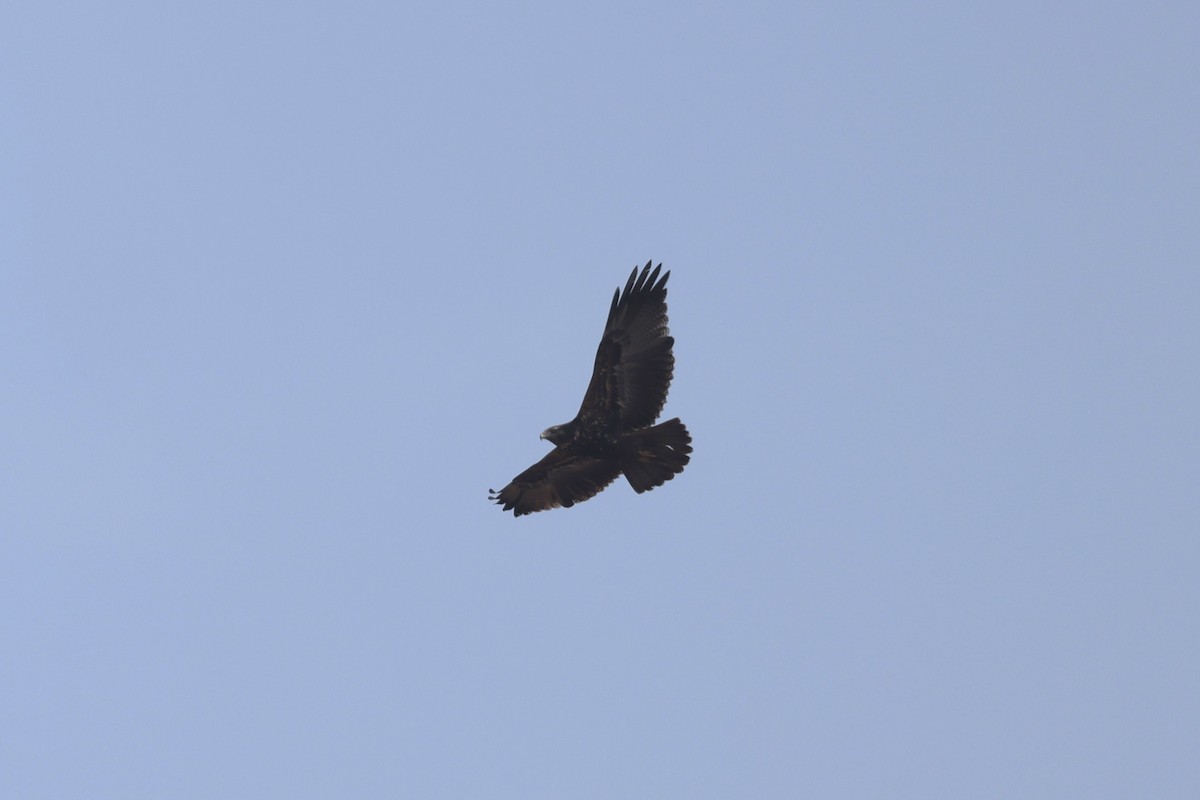 Black-chested Buzzard-Eagle - ML620300921