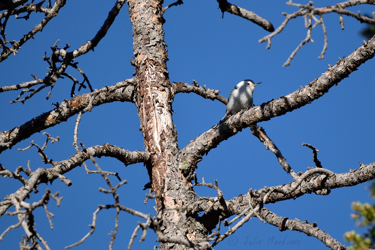 White-breasted Nuthatch - ML620300929