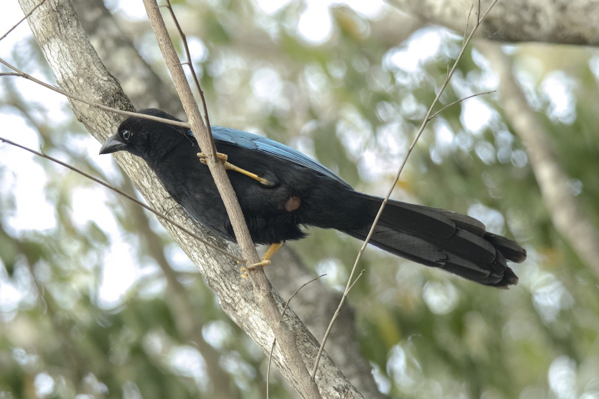 Yucatan Jay - ML620300931