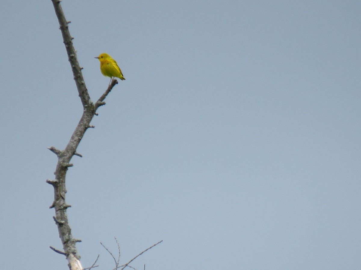 Yellow Warbler - ML620300932