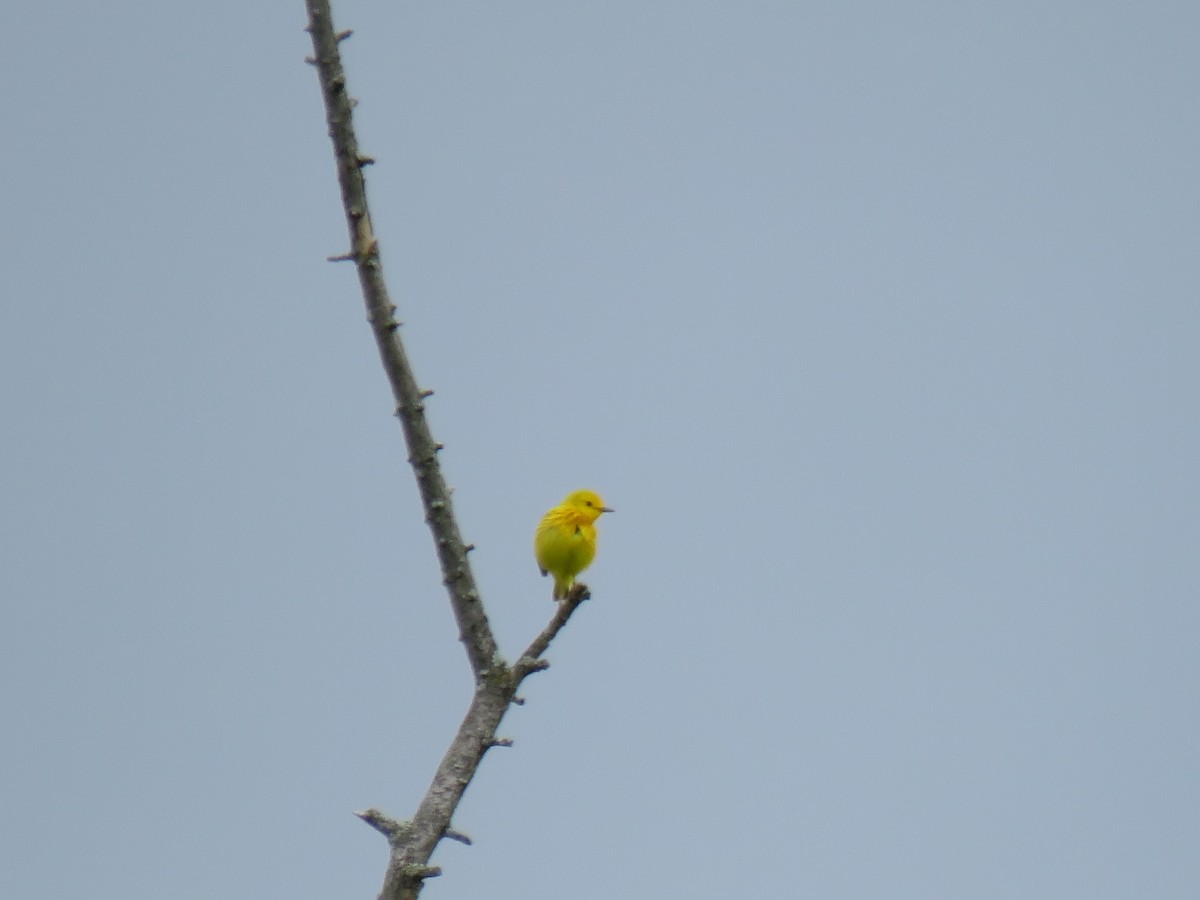 Paruline jaune - ML620300933