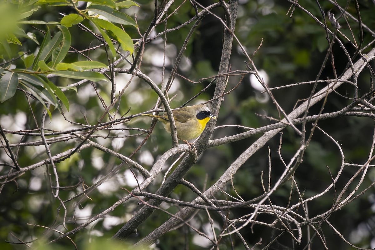 Common Yellowthroat - ML620300934