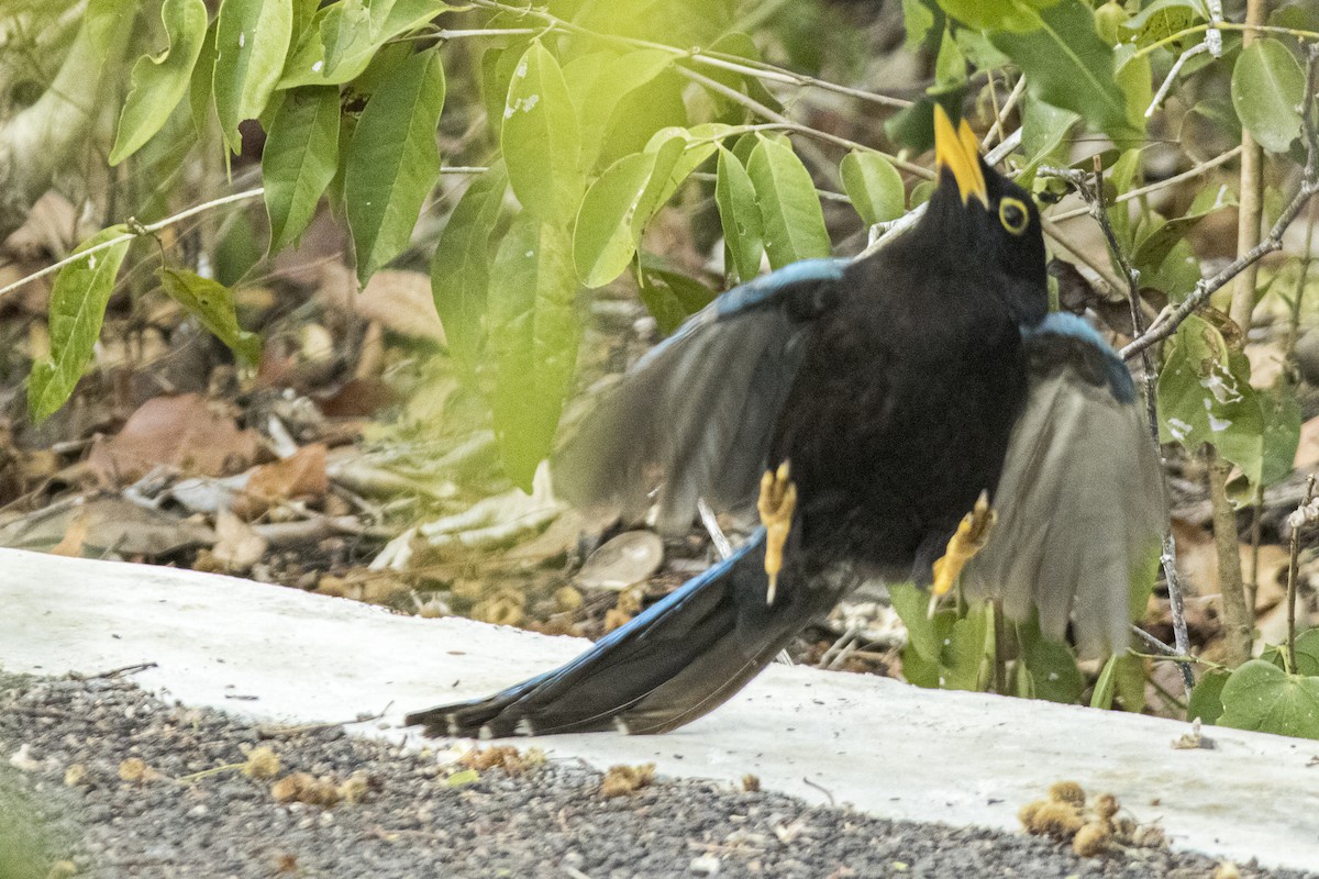 Yucatan Jay - ML620300935