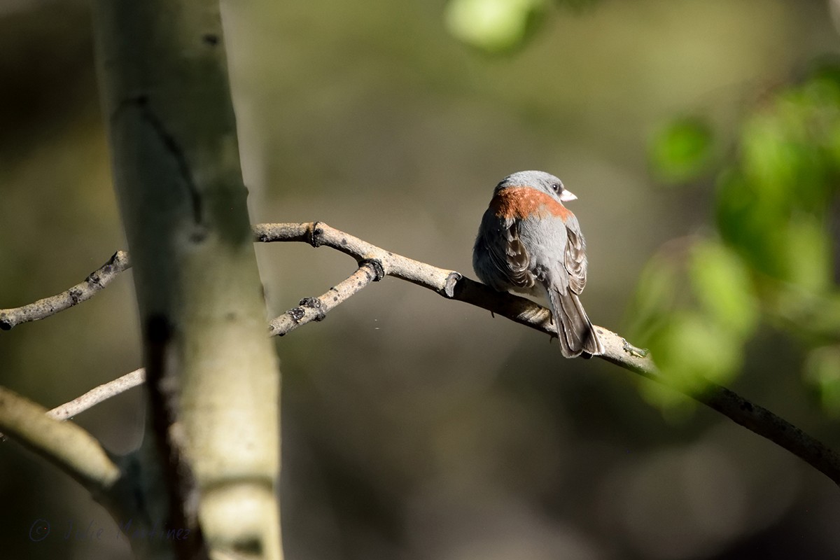 Junco ardoisé - ML620300938