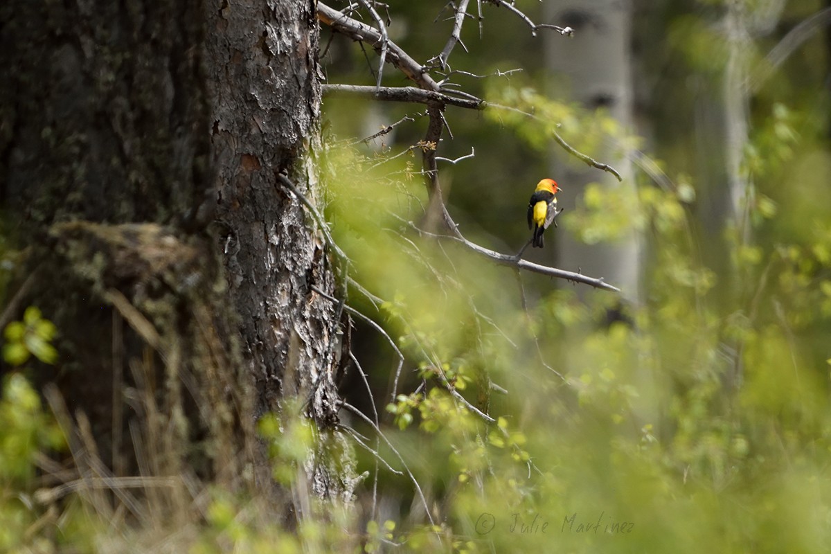 Western Tanager - ML620300940