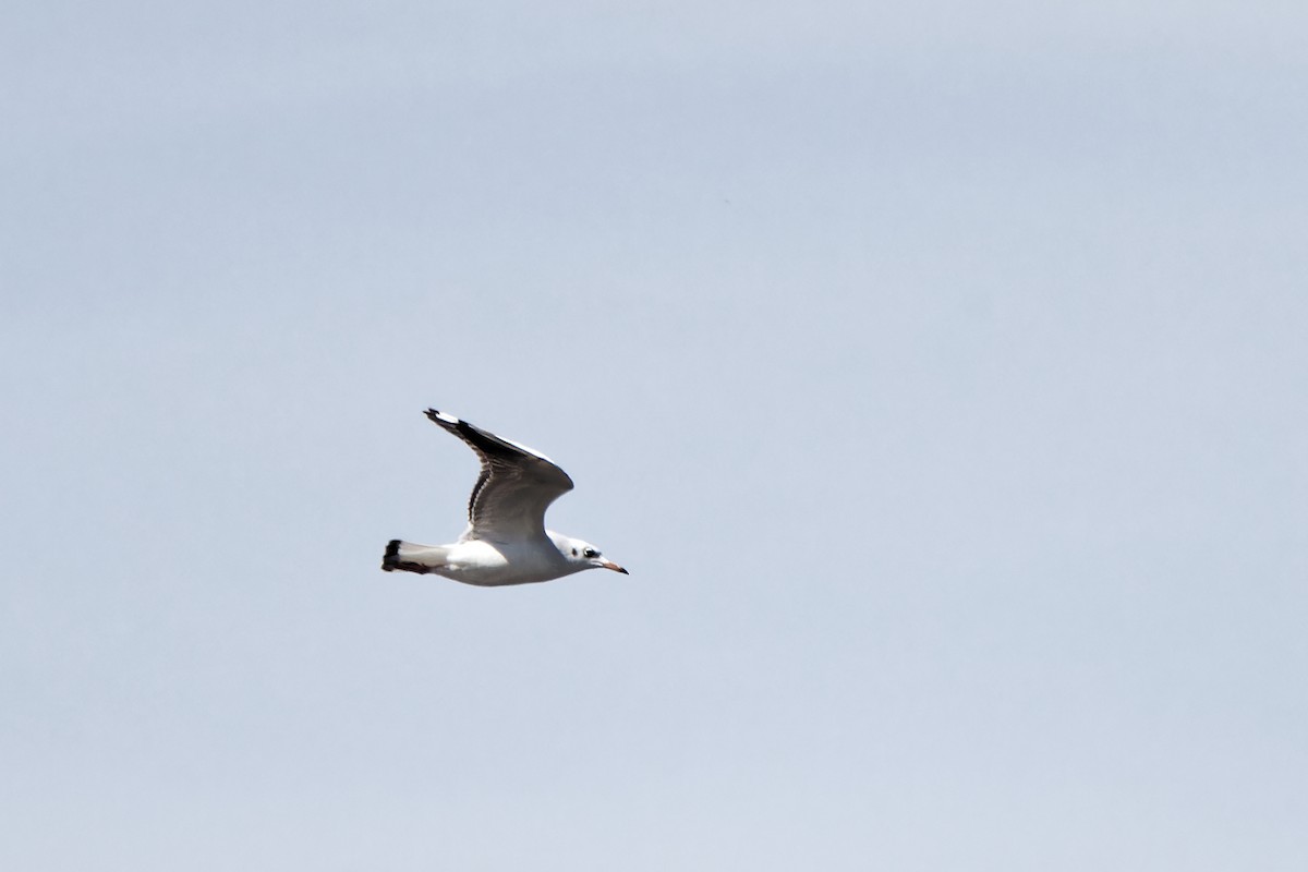 Mediterranean Gull - ML620300942