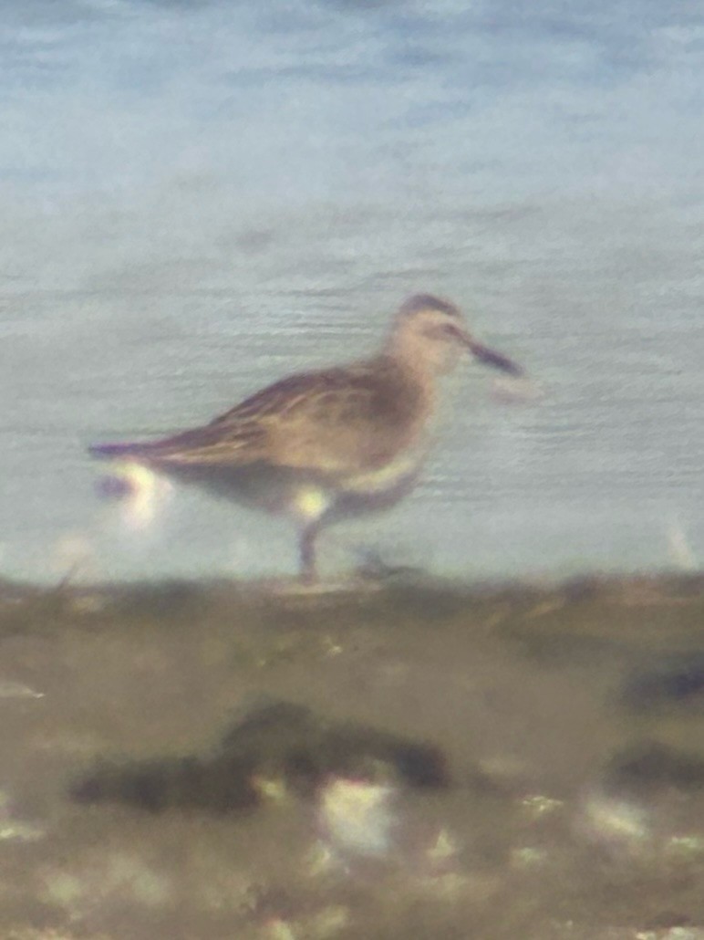 White-rumped Sandpiper - ML620300943